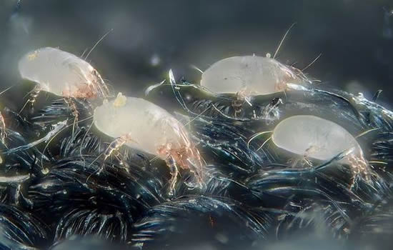 dust mites